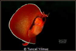 Sea slug, taken 22.7.2015 at depth of approx 20m. by Tuncel Yilmaz 